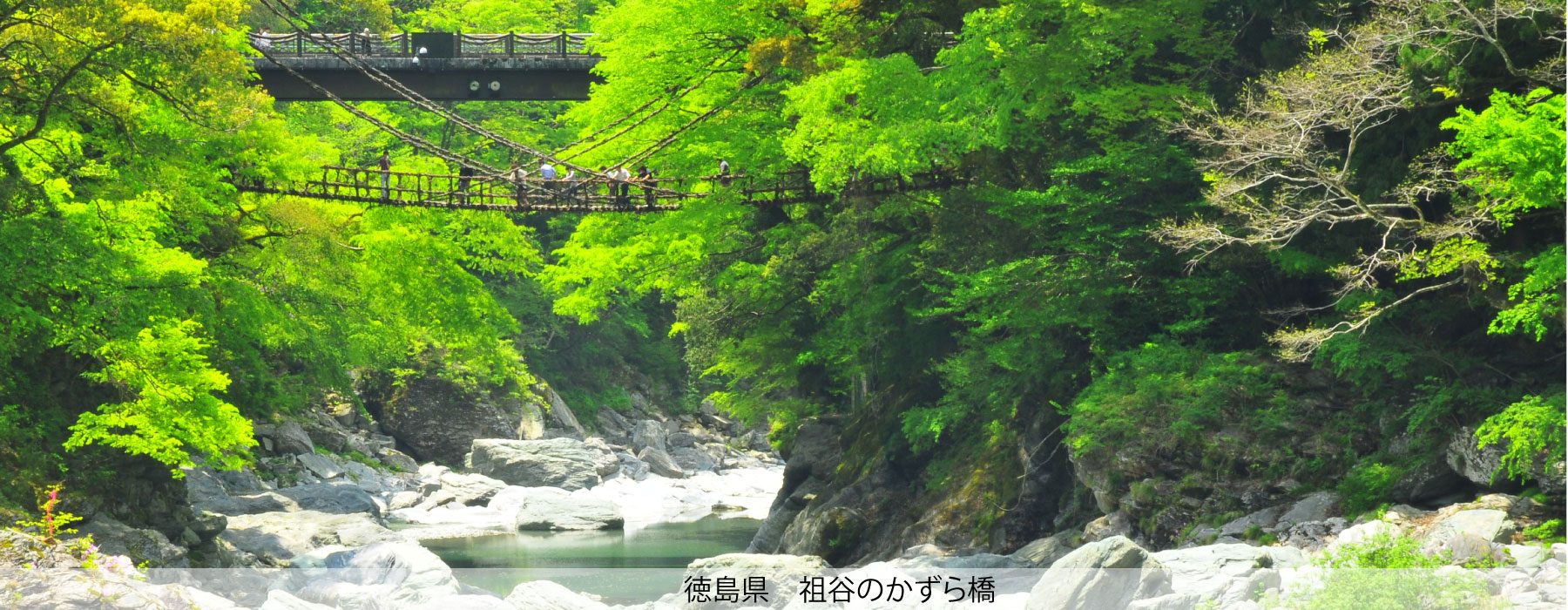 徳島県　かずら橋